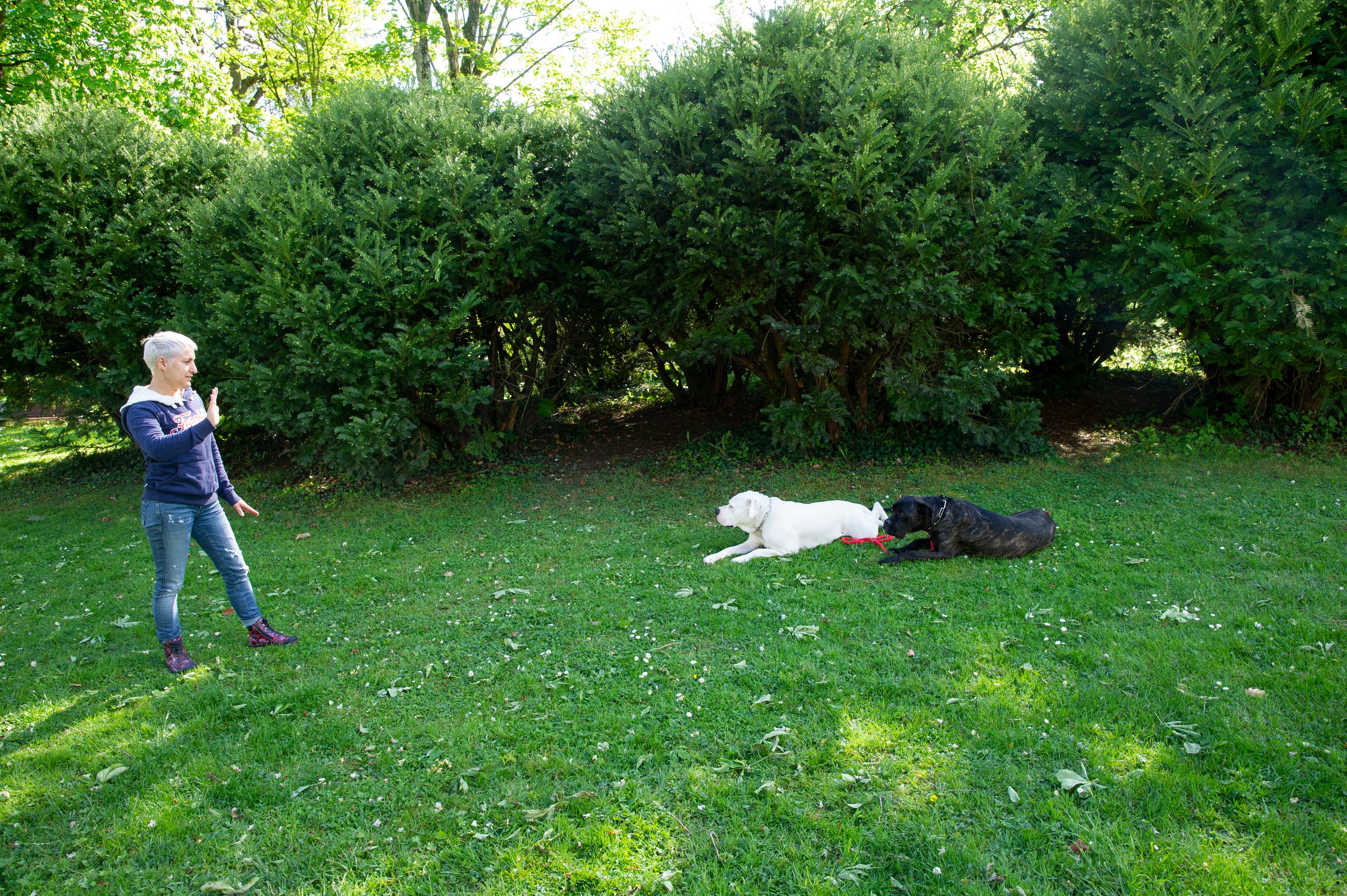 Justine et ses chiens